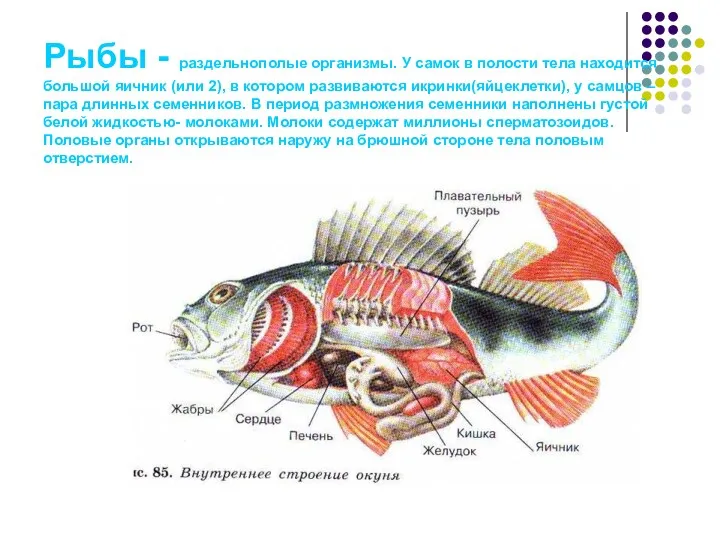 Рыбы - раздельнополые организмы. У самок в полости тела находится большой яичник (или