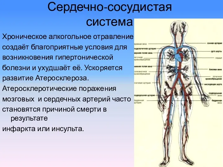 Сердечно-сосудистая система Хроническое алкогольное отравление создаёт благоприятные условия для возникновения