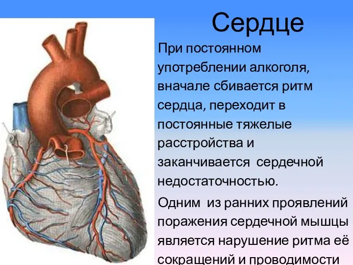 Сердце При постоянном употреблении алкоголя, вначале сбивается ритм сердца, переходит