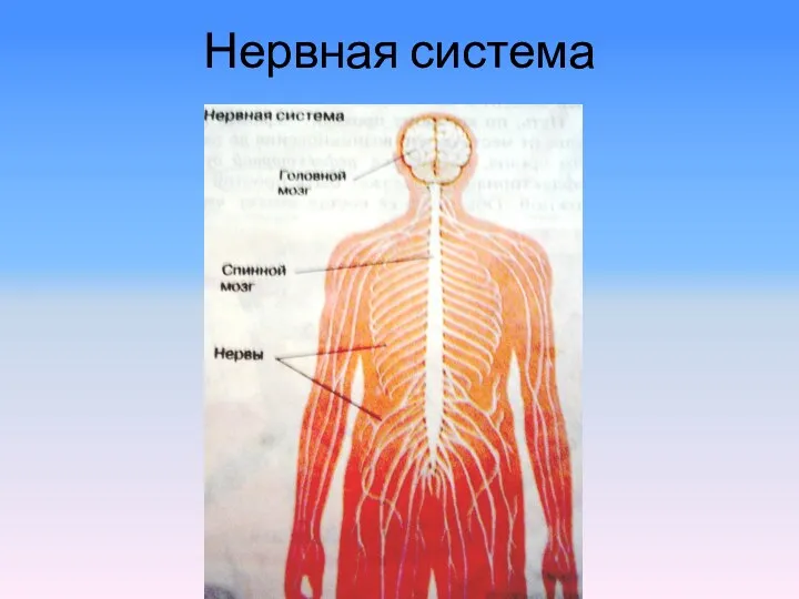 Нервная система