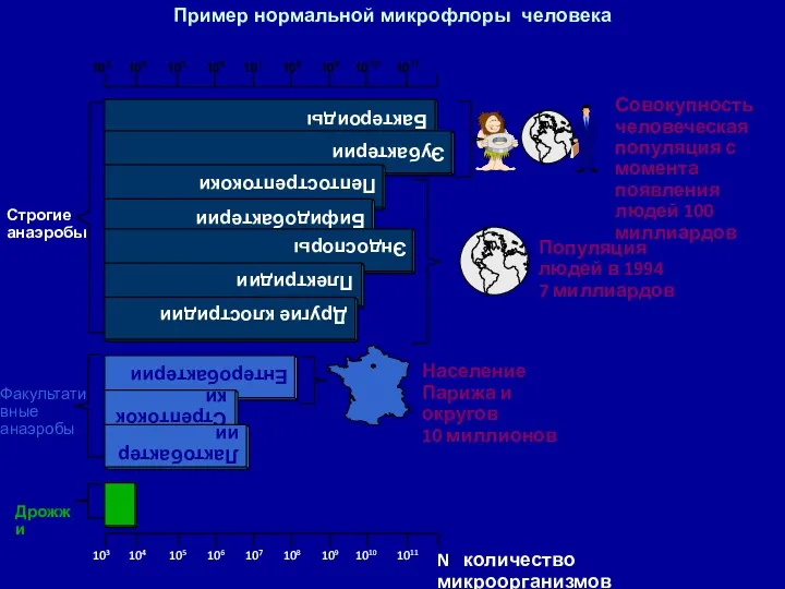 Пример нормальной микрофлоры человека Совокупность человеческая популяция с момента появления