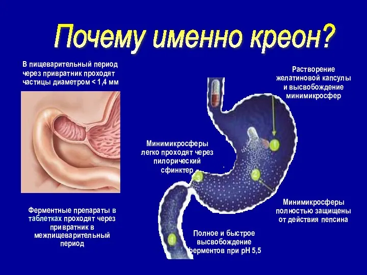 В пищеварительный период через привратник проходят частицы диаметром Ферментные препараты