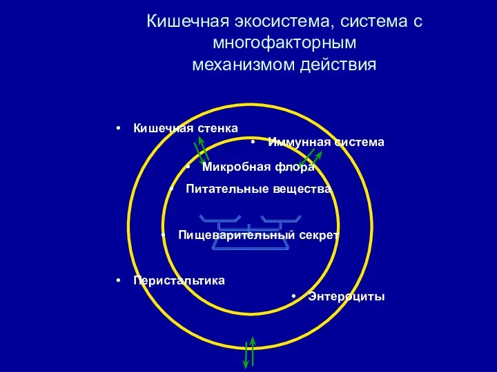 Кишечная экосистема, система с многофакторным механизмом действия Кишечная стенка Иммунная