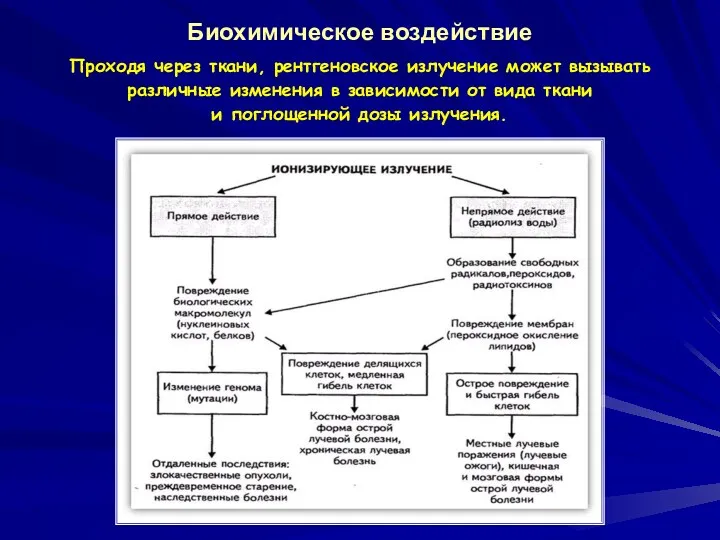 Биохимическое воздействие Проходя через ткани, рентгеновское излучение может вызывать различные