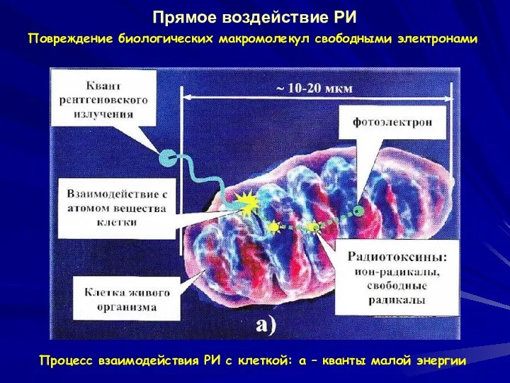 Прямое воздействие РИ Процесс взаимодействия РИ с клеткой: а –