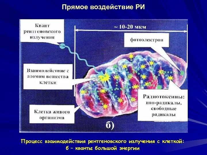 Прямое воздействие РИ Процесс взаимодействия рентгеновского излучения с клеткой: б – кванты большой энергии