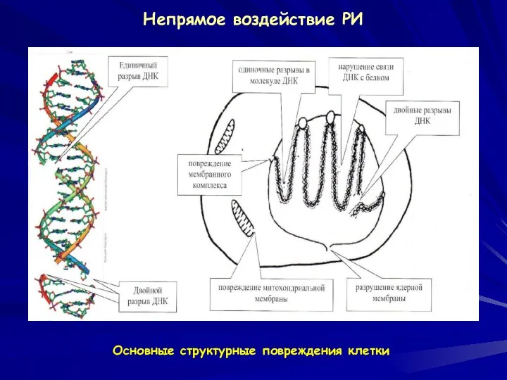 Непрямое воздействие РИ Основные структурные повреждения клетки