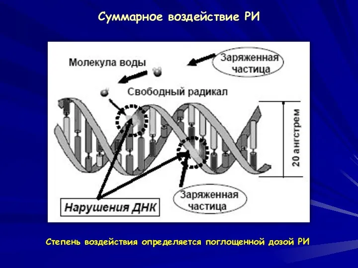 Суммарное воздействие РИ Степень воздействия определяется поглощенной дозой РИ