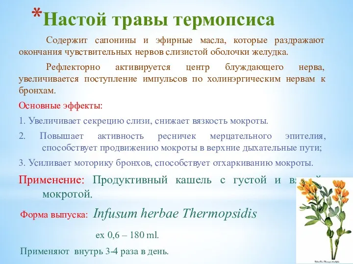 Настой травы термопсиса Содержит сапонины и эфирные масла, которые раздражают