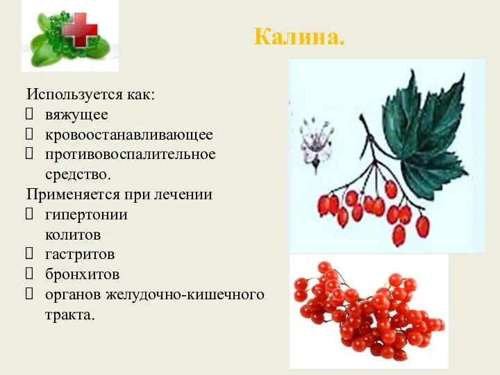 Калина. Используется как: вяжущее кровоостанавливающее противовоспалительное средство. Применяется при лечении