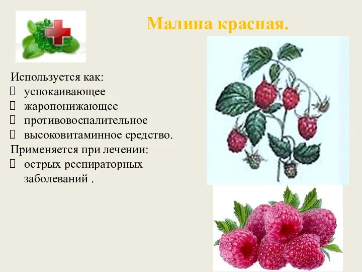 Малина красная. Используется как: успокаивающее жаропонижающее противовоспалительное высоковитаминное средство. Применяется при лечении: острых респираторных заболеваний .