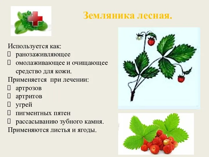 Земляника лесная. Используется как: ранозаживляющее омолаживающее и очищающее средство для