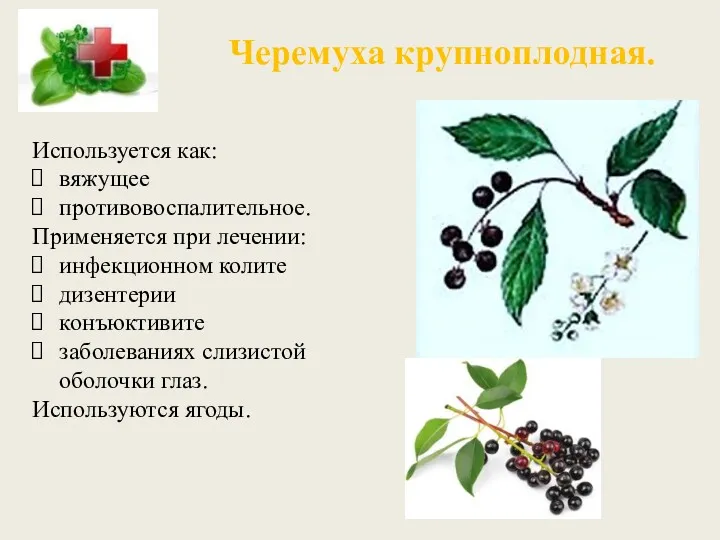 Черемуха крупноплодная. Используется как: вяжущее противовоспалительное. Применяется при лечении: инфекционном