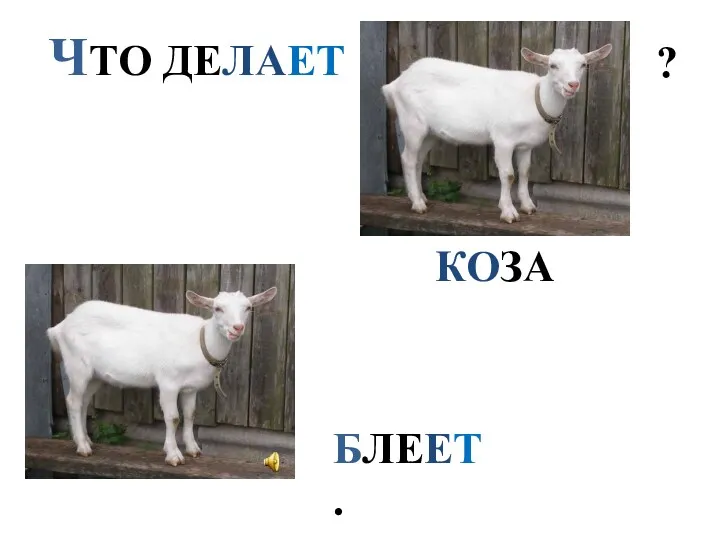 ЧТО ДЕЛАЕТ ? КОЗА БЛЕЕТ.