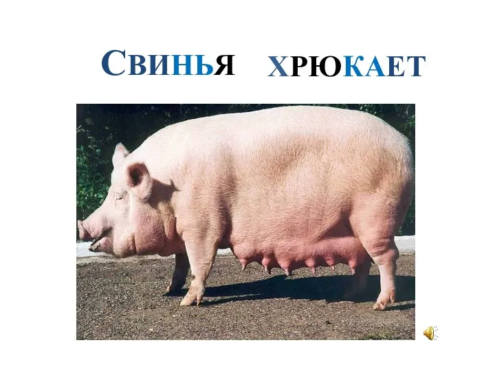 СВИНЬЯ ХРЮКАЕТ.