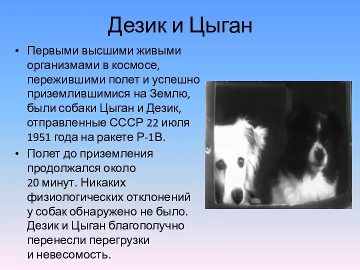 Дезик и Цыган Первыми высшими живыми организмами в космосе, пережившими