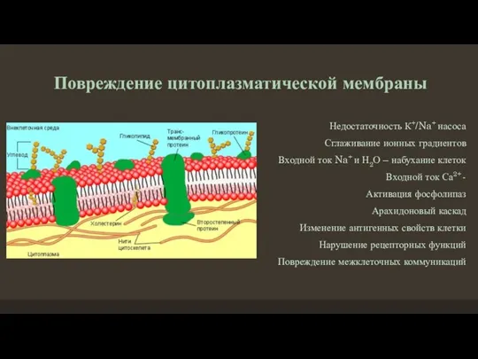 Повреждение цитоплазматической мембраны Недостаточность К+/Na+ насоса Сглаживание ионных градиентов Входной