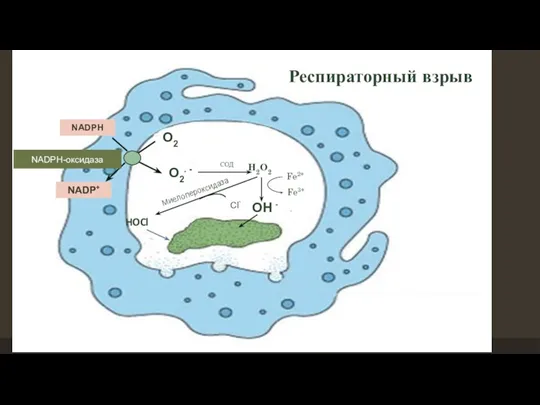 O2 O2. - NADPH NADP+ NADPH-оксидаза Респираторный взрыв СОД Н2О2