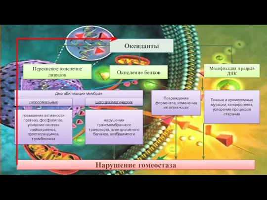 Повреждение ферментов, изменение их активности Оксиданты Окисление белков Перекисное окисление