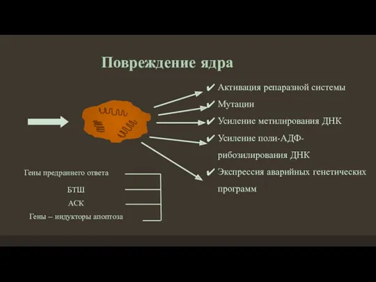 Повреждение ядра Активация репаразной системы Мутации Усиление метилирования ДНК Усиление