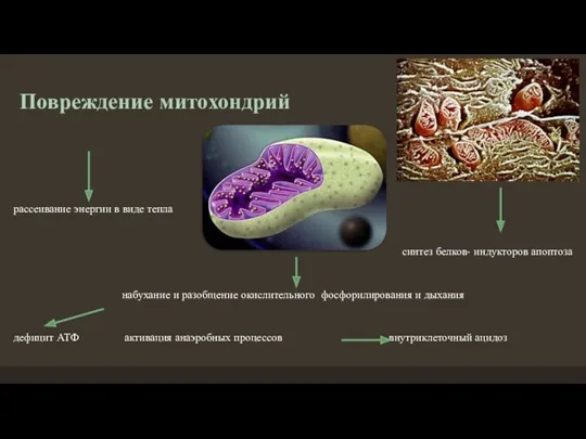 Повреждение митохондрий рассеивание энергии в виде тепла синтез белков- индукторов