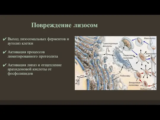 Повреждение лизосом Выход лизосомальных ферментов и аутолиз клетки Активация процессов