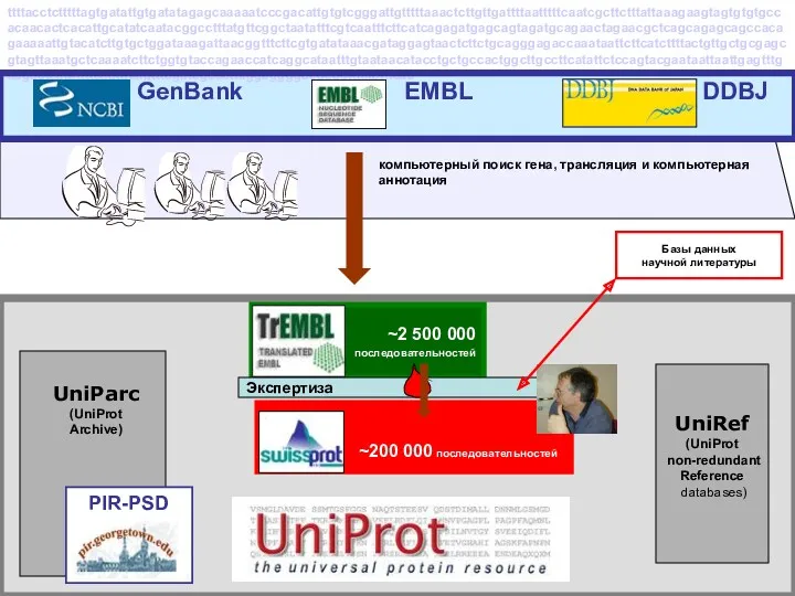 ~2 500 000 последовательностей компьютерный поиск гена, трансляция и компьютерная