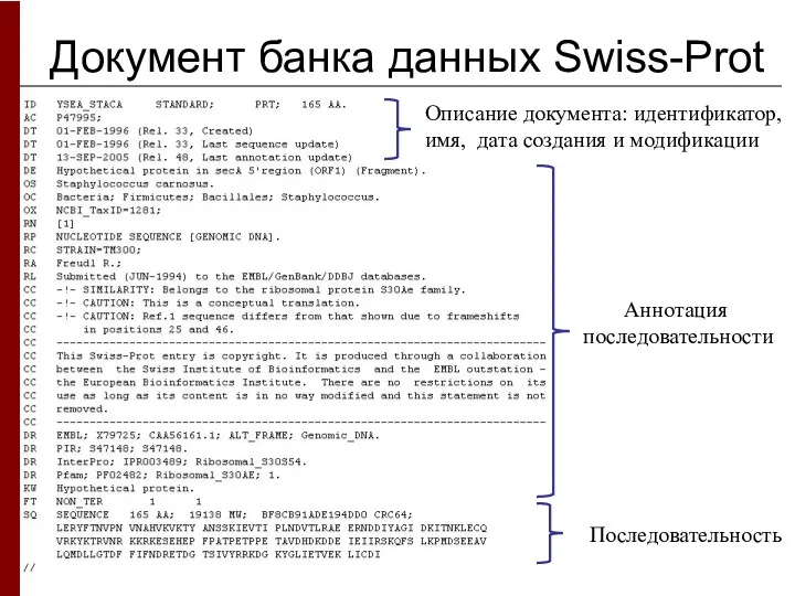 Документ банка данных Swiss-Prot Описание документа: идентификатор, имя, дата создания и модификации Аннотация последовательности Последовательность