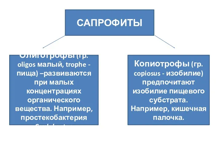 САПРОФИТЫ Олиготрофы (гр. oligos малый, trophe - пища) –развиваются при