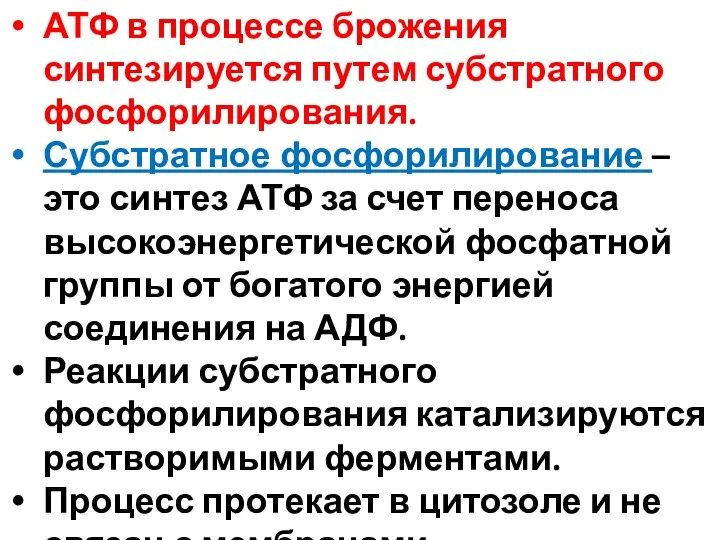 АТФ в процессе брожения синтезируется путем субстратного фосфорилирования. Субстратное фосфорилирование