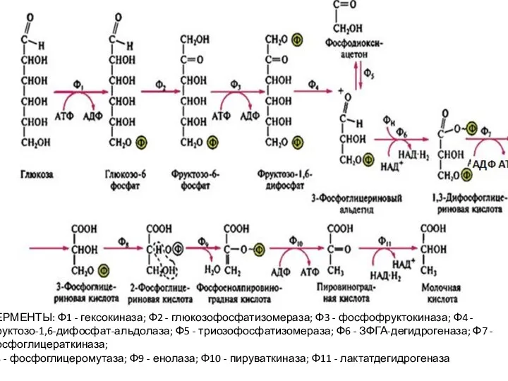 ФЕРМЕНТЫ: Ф1 - гексокиназа; Ф2 - глюкозофосфатизомераза; Ф3 - фосфофруктокиназа;