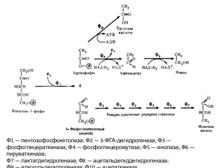 Ф1 — пентозофосфокетолаза; Ф2 — 3-ФГА-дегидрогеназа; Ф3 — фосфоглицераткиназа; Ф4
