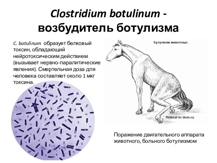 Clostridium botulinum - возбудитель ботулизма Поражение двигательного аппарата животного, больного