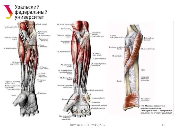 Тимохина В. Э., УрФУ/2017