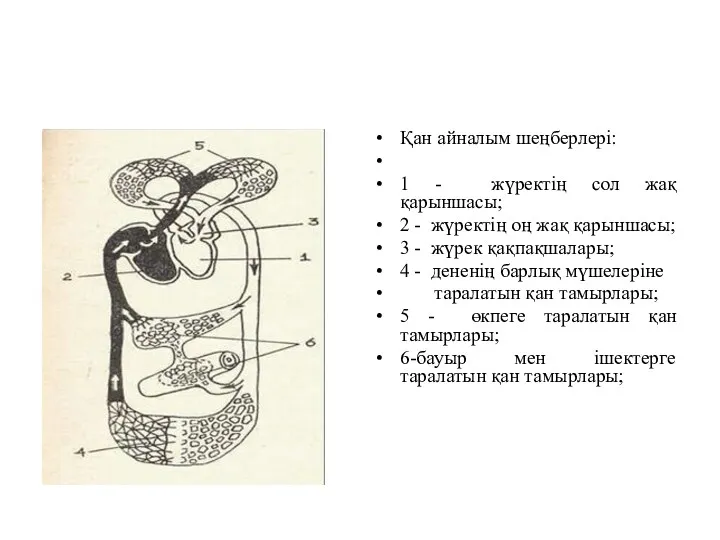 Қан айналым шеңберлері: 1 - жүректің сол жақ қарыншасы; 2