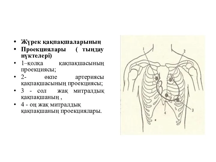 Жүрек қақпақшаларының Проекциялары ( тыңдау нүктелері) 1–қолқа қақпақшасының проекциясы; 2-