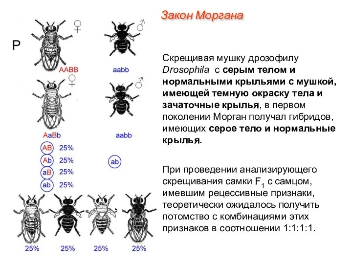 Скрещивая мушку дрозофилу Drosophila с серым телом и нормальными крыльями