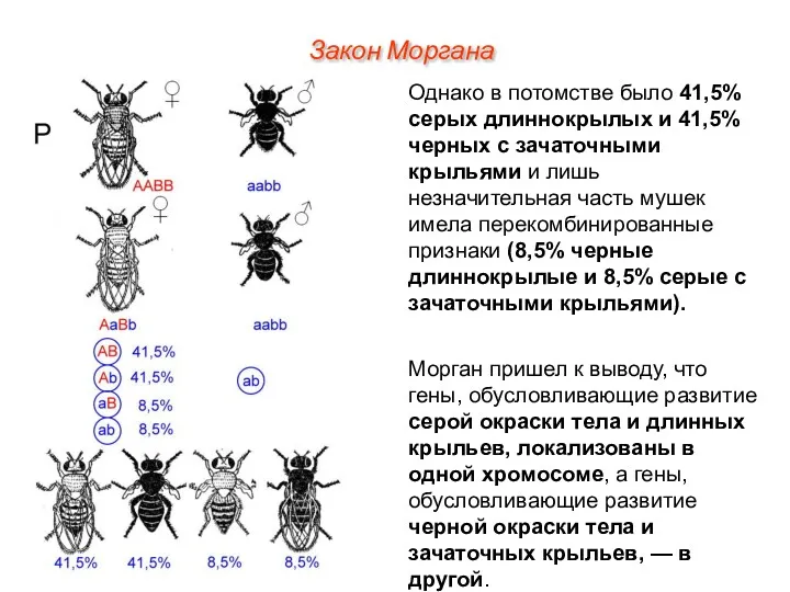 Однако в потомстве было 41,5% серых длиннокрылых и 41,5% черных