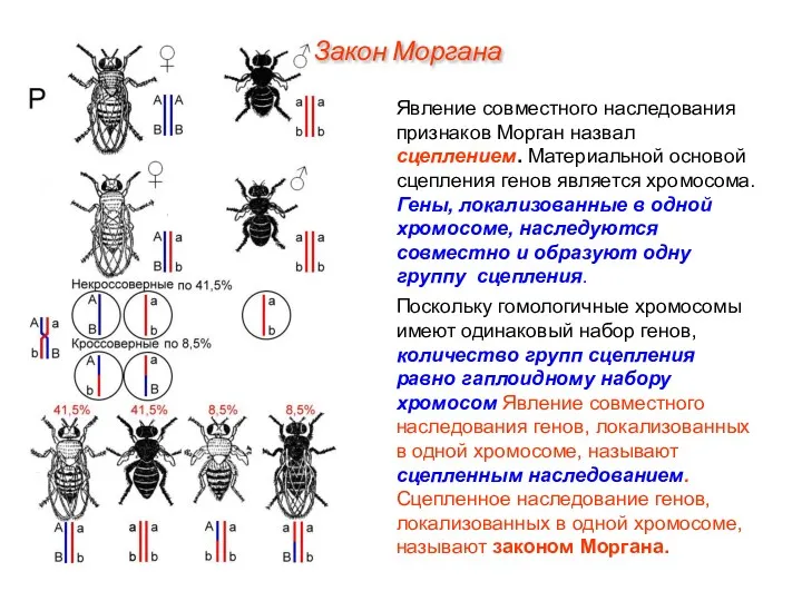 Явление совместного наследования признаков Морган назвал сцеплением. Материальной основой сцепления