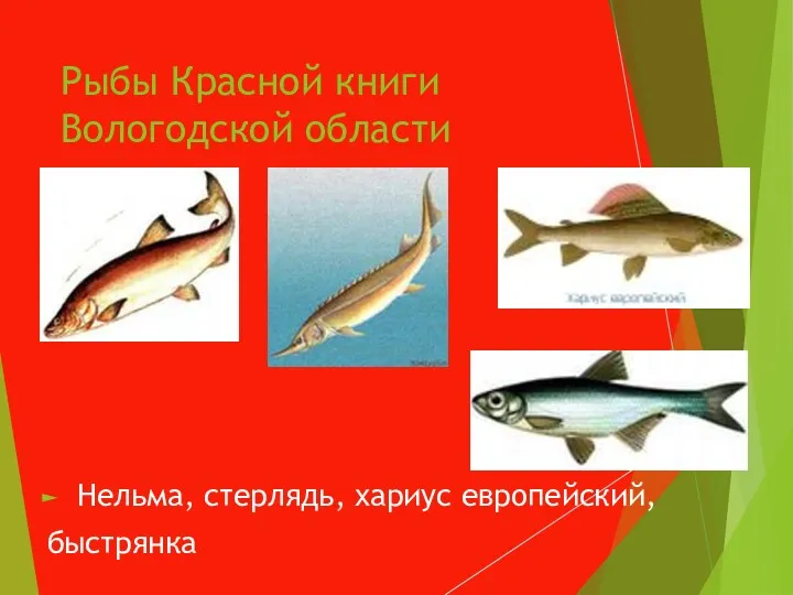 Рыбы Красной книги Вологодской области Нельма, стерлядь, хариус европейский, быстрянка