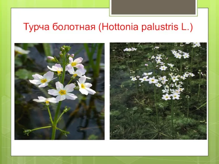 Турча болотная (Hottonia palustris L.)