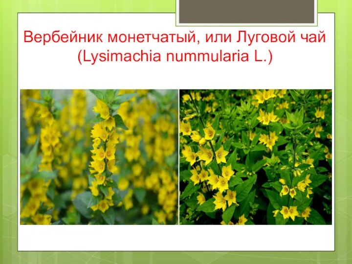 Вербейник монетчатый, или Луговой чай (Lysimachia nummularia L.)
