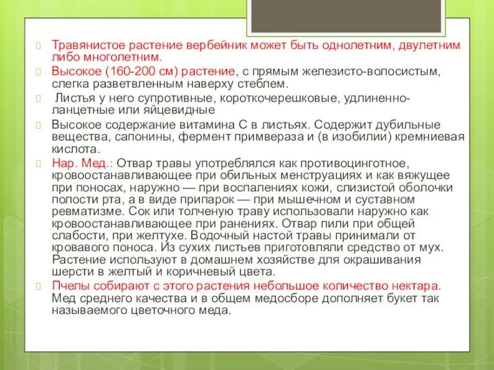 Травянистое растение вербейник может быть однолетним, двулетним либо многолетним. Высокое