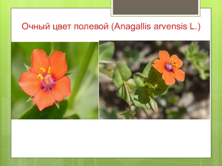 Очный цвет полевой (Anagallis arvensis L.)