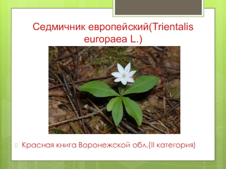 Седмичник европейский(Trientalis europaea L.) Красная книга Воронежской обл.(II категория)