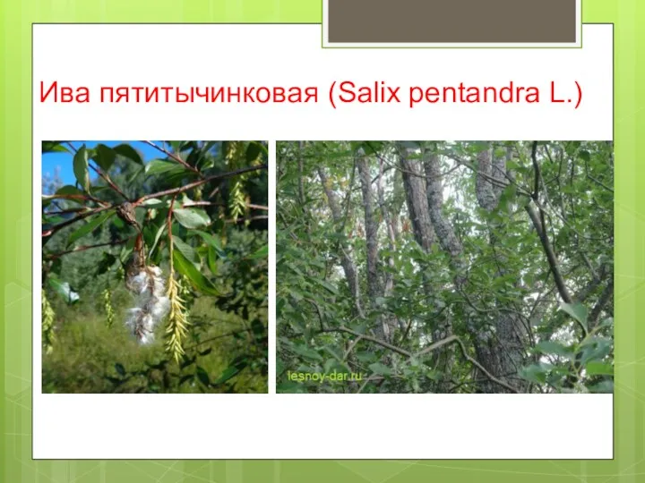 Ива пятитычинковая (Salix pentandra L.)