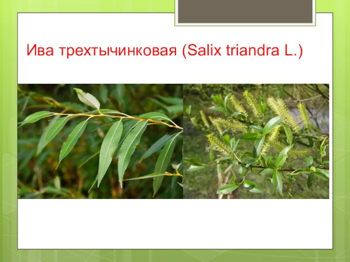 Ива трехтычинковая (Salix triandra L.)