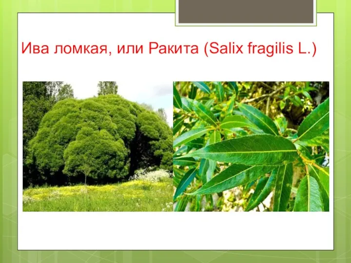 Ива ломкая, или Ракита (Salix fragilis L.)