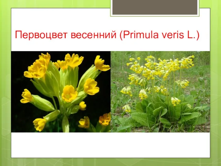 Первоцвет весенний (Primula veris L.)