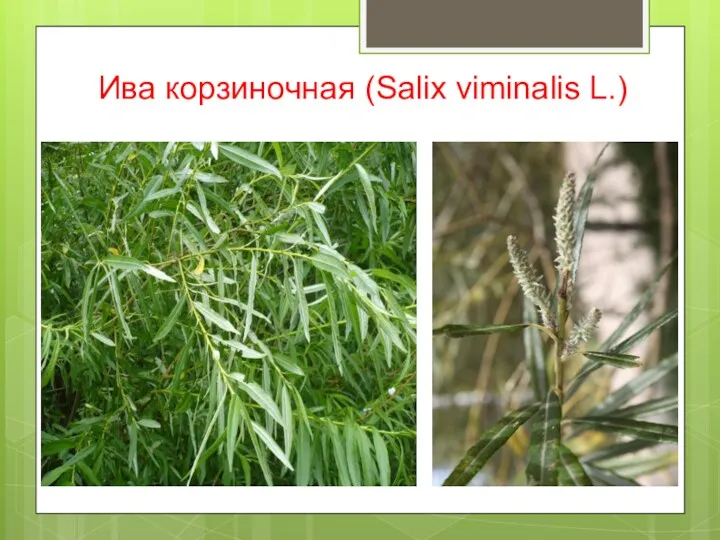 Ива корзиночная (Salix viminalis L.)